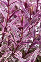 Hebe 'Frozen Flame' - Strauchveronika 'Frozen Flame' Hebe 'Frozen Flame' - Strauchveronika 'Frozen Flame'