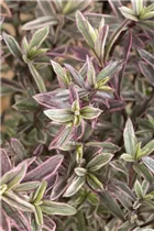 Hebe 'Frozen Flame' - Strauchveronika 'Frozen Flame' Hebe 'Frozen Flame' - Strauchveronika 'Frozen Flame'