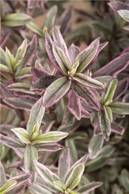 chocolate mint plant seeds Rare Chocolate Mint Rose Seeds ~ Flower Bush ~ Perennial Flowers ~ Ros –  Your Plant Bitch main image 0