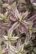 Hebe 'Frozen Flame' - Strauchveronika 'Frozen Flame' Hebe 'Frozen Flame' - Strauchveronika 'Frozen Flame'