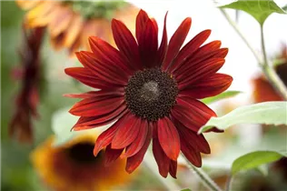 Helianthus annuus 'Chianti F1' - Sonnenblume 'Chianti F1' Helianthus annuus 'Chianti F1' - Sonnenblume 'Chianti F1'