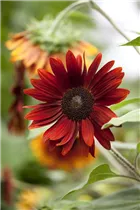 Helianthus annuus 'Chianti F1' - Sonnenblume 'Chianti F1' Helianthus annuus 'Chianti F1' - Sonnenblume 'Chianti F1'