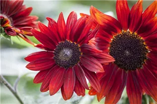 Helianthus annuus 'Chianti F1' - Sonnenblume 'Chianti F1' Helianthus annuus 'Chianti F1' - Sonnenblume 'Chianti F1'