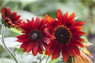 Helianthus annuus 'Chianti F1' - Sonnenblume 'Chianti F1' Helianthus annuus 'Chianti F1' - Sonnenblume 'Chianti F1'