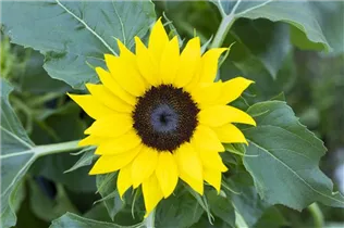 Helianthus annuus 'Chianti F1' - Sonnenblume 'Chianti F1' Helianthus annuus 'Chianti F1' - Sonnenblume 'Chianti F1'