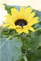 Helianthus annuus 'Chianti F1' - Sonnenblume 'Chianti F1' Helianthus annuus 'Chianti F1' - Sonnenblume 'Chianti F1'