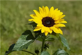 Helianthus annuus 'Chianti F1' - Sonnenblume 'Chianti F1' Helianthus annuus 'Chianti F1' - Sonnenblume 'Chianti F1'