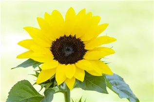 Helianthus annuus 'Chianti F1' - Sonnenblume 'Chianti F1' Helianthus annuus 'Chianti F1' - Sonnenblume 'Chianti F1'