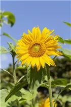 Helianthus annuus 'Chianti F1' - Sonnenblume 'Chianti F1' Helianthus annuus 'Chianti F1' - Sonnenblume 'Chianti F1'