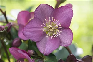 Helleborus x glandorfensis HGC® Ice N' Roses® Red - Christrose 'HGC® Ice N´Roses® Red' Helleborus x glandorfensis HGC® Ice N' Roses® Red - Christrose 'HGC® Ice N´Roses® Red'