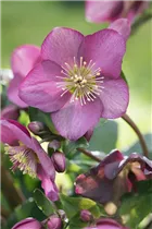 Helleborus x glandorfensis HGC® Ice N' Roses® Red - Christrose 'HGC® Ice N´Roses® Red' Helleborus x glandorfensis HGC® Ice N' Roses® Red - Christrose 'HGC® Ice N´Roses® Red'