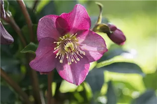 Helleborus x glandorfensis HGC® Ice N' Roses® Red - Christrose 'HGC® Ice N´Roses® Red' Helleborus x glandorfensis HGC® Ice N' Roses® Red - Christrose 'HGC® Ice N´Roses® Red'