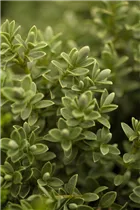 Hebe 'Green Globe' - Strauchveronika 'Green Globe' Hebe 'Green Globe' - Strauchveronika 'Green Globe'