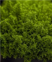 Hebe 'Green Globe' - Strauchveronika 'Green Globe' Hebe 'Green Globe' - Strauchveronika 'Green Globe'