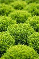 Hebe 'Green Globe' - Strauchveronika 'Green Globe' Hebe 'Green Globe' - Strauchveronika 'Green Globe'