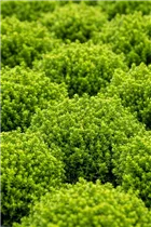 Hebe 'Green Globe' - Strauchveronika 'Green Globe' Hebe 'Green Globe' - Strauchveronika 'Green Globe'