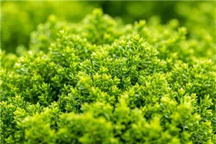 Hebe 'Green Globe' - Strauchveronika 'Green Globe' Hebe 'Green Globe' - Strauchveronika 'Green Globe'