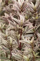 Hebe 'Magicolors' - Strauchveronika 'Magicolors' Hebe 'Magicolors' - Strauchveronika 'Magicolors'