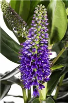 Hebe x andersonii - Strauchveronika