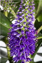 Hebe x andersonii - Strauchveronika