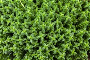 Hebe x andersonii - Strauchveronika