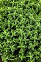 Hebe x andersonii - Strauchveronika