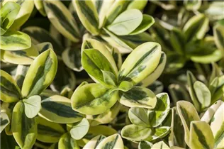 Hebe x andersonii - Strauchveronika