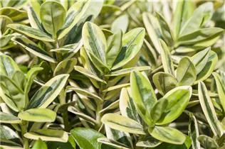 Hebe x andersonii - Strauchveronika