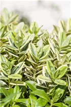 Hebe x andersonii - Strauchveronika