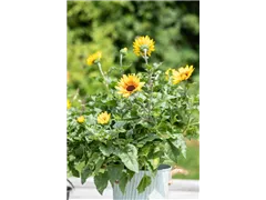 Helianthus annuus 'SunBelievable'® - Sonnenblume 'SunBelievable'® Helianthus annuus 'SunBelievable'® - Sonnenblume 'SunBelievable'®