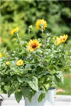 Helianthus annuus 'SunBelievable'® - Sonnenblume 'SunBelievable'® Helianthus annuus 'SunBelievable'® - Sonnenblume 'SunBelievable'®