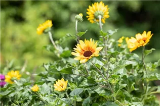 Helianthus annuus 'SunBelievable'® - Sonnenblume 'SunBelievable'® Helianthus annuus 'SunBelievable'® - Sonnenblume 'SunBelievable'®