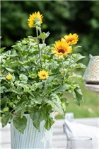 Helianthus annuus 'SunBelievable'® - Sonnenblume 'SunBelievable'® Helianthus annuus 'SunBelievable'® - Sonnenblume 'SunBelievable'®