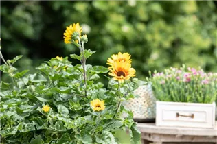 Helianthus annuus 'SunBelievable'® - Sonnenblume 'SunBelievable'® Helianthus annuus 'SunBelievable'® - Sonnenblume 'SunBelievable'®