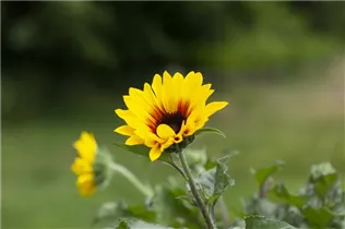 Helianthus annuus 'SunBelievable'® - Sonnenblume 'SunBelievable'® Helianthus annuus 'SunBelievable'® - Sonnenblume 'SunBelievable'®