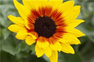 Helianthus annuus 'SunBelievable'® - Sonnenblume 'SunBelievable'® Helianthus annuus 'SunBelievable'® - Sonnenblume 'SunBelievable'®