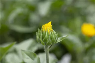 Helianthus annuus 'SunBelievable'® - Sonnenblume 'SunBelievable'® Helianthus annuus 'SunBelievable'® - Sonnenblume 'SunBelievable'®