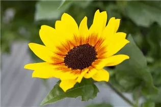 Helianthus annuus 'SunBelievable'® - Sonnenblume 'SunBelievable'® Helianthus annuus 'SunBelievable'® - Sonnenblume 'SunBelievable'®