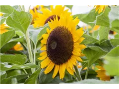 Helianthus annuus 'Sunrich Orange' - Sonnenblume 'Sunrich Orange' Helianthus annuus 'Sunrich Orange' - Sonnenblume 'Sunrich Orange'