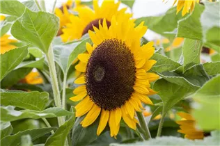 Helianthus annuus 'Sunrich Orange' - Sonnenblume 'Sunrich Orange' Helianthus annuus 'Sunrich Orange' - Sonnenblume 'Sunrich Orange'
