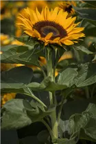 Helianthus annuus 'Sunrich Orange' - Sonnenblume 'Sunrich Orange' Helianthus annuus 'Sunrich Orange' - Sonnenblume 'Sunrich Orange'