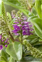 Hebe x andersonii 'Louise' - Strauchveronika 'Louise' Hebe x andersonii 'Louise' - Strauchveronika 'Louise'