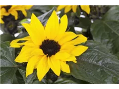 Helianthus annuus 'Sunsation'® - Sonnenblume Helianthus annuus 'Sunsation'® - Sonnenblume