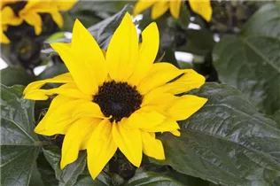 Helianthus annuus 'Sunsation'® - Sonnenblume Helianthus annuus 'Sunsation'® - Sonnenblume