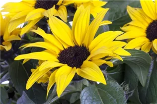Helianthus annuus 'Sunsation'® - Sonnenblume Helianthus annuus 'Sunsation'® - Sonnenblume