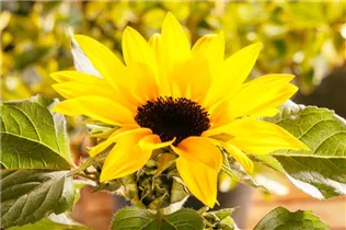 Helianthus annuus 'Sunsation'® - Sonnenblume Helianthus annuus 'Sunsation'® - Sonnenblume