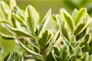 Hebe x andersonii 'Variegata' - Hebe 'Variegata'