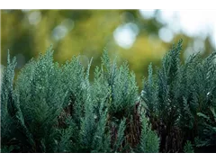 Heckenpflanzen - Heckenpflanzen Heckenpflanzen - Heckenpflanzen