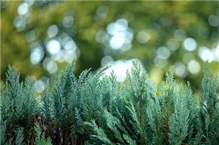 Heckenpflanzen - Heckenpflanzen Heckenpflanzen - Heckenpflanzen