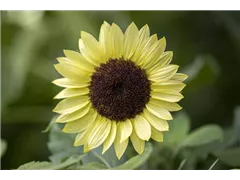 Helianthus annuus 'Valentin' - Sonnenblume 'Valentin' Helianthus annuus 'Valentin' - Sonnenblume 'Valentin'